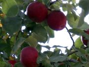 райские яблочки