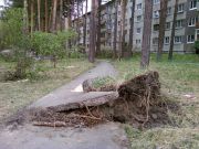 п. Черёмушки. Во время урагана была повалена сосна. При падении она корнями разворотила бетонную дорожку. 